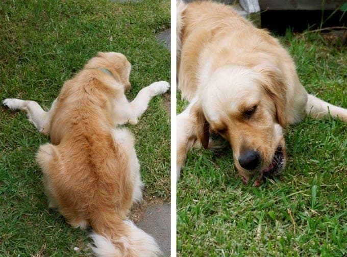 Dozer-Chewing-Bone