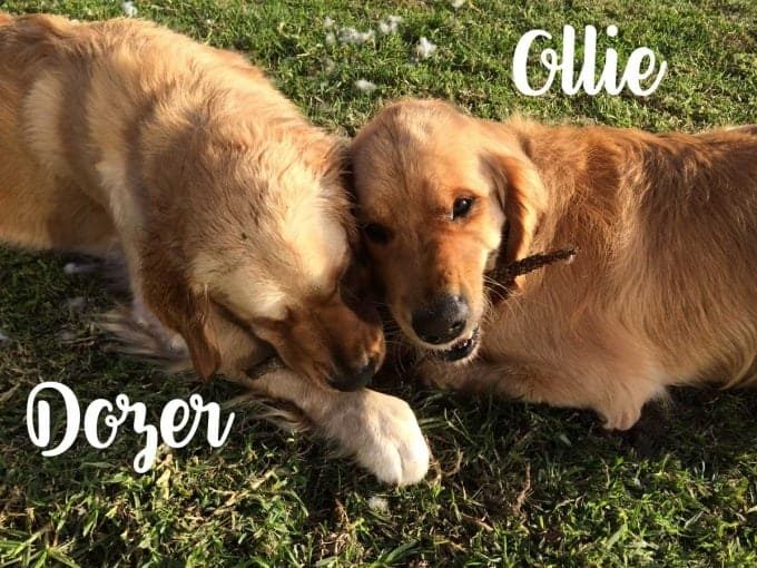 Dozer-and-Ollie-2