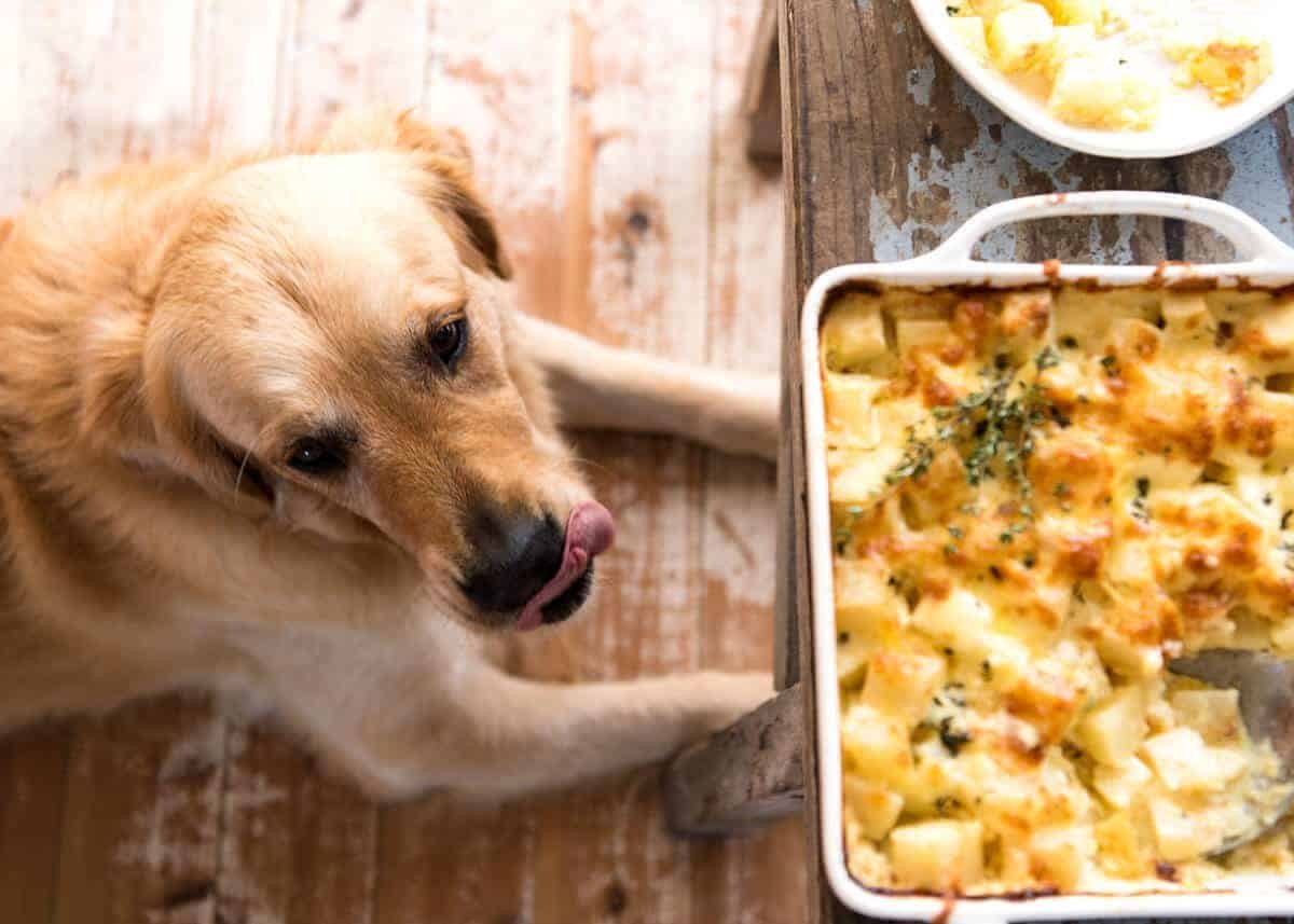 A faster, cheesier, creamier alternative to Scalloped Potatoes / Potato Gratin, this Easy Creamy Cheesy Potato Bake is made with cubed potatoes cooked in a cream and cheese sauce. dev.recipetineats.com