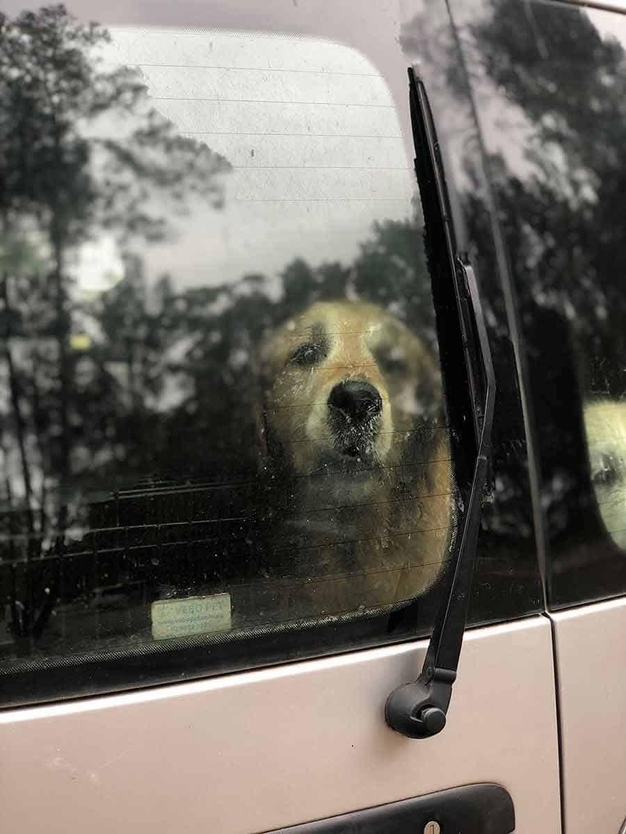 Dozer in Caddy