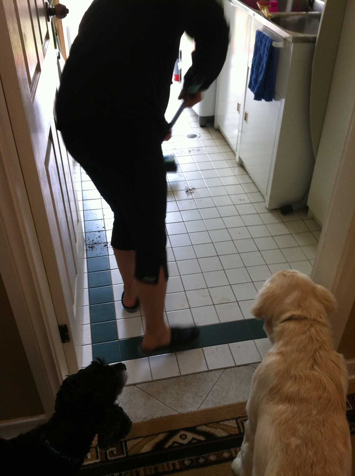 Dozer and Albie dragging plant through mum house