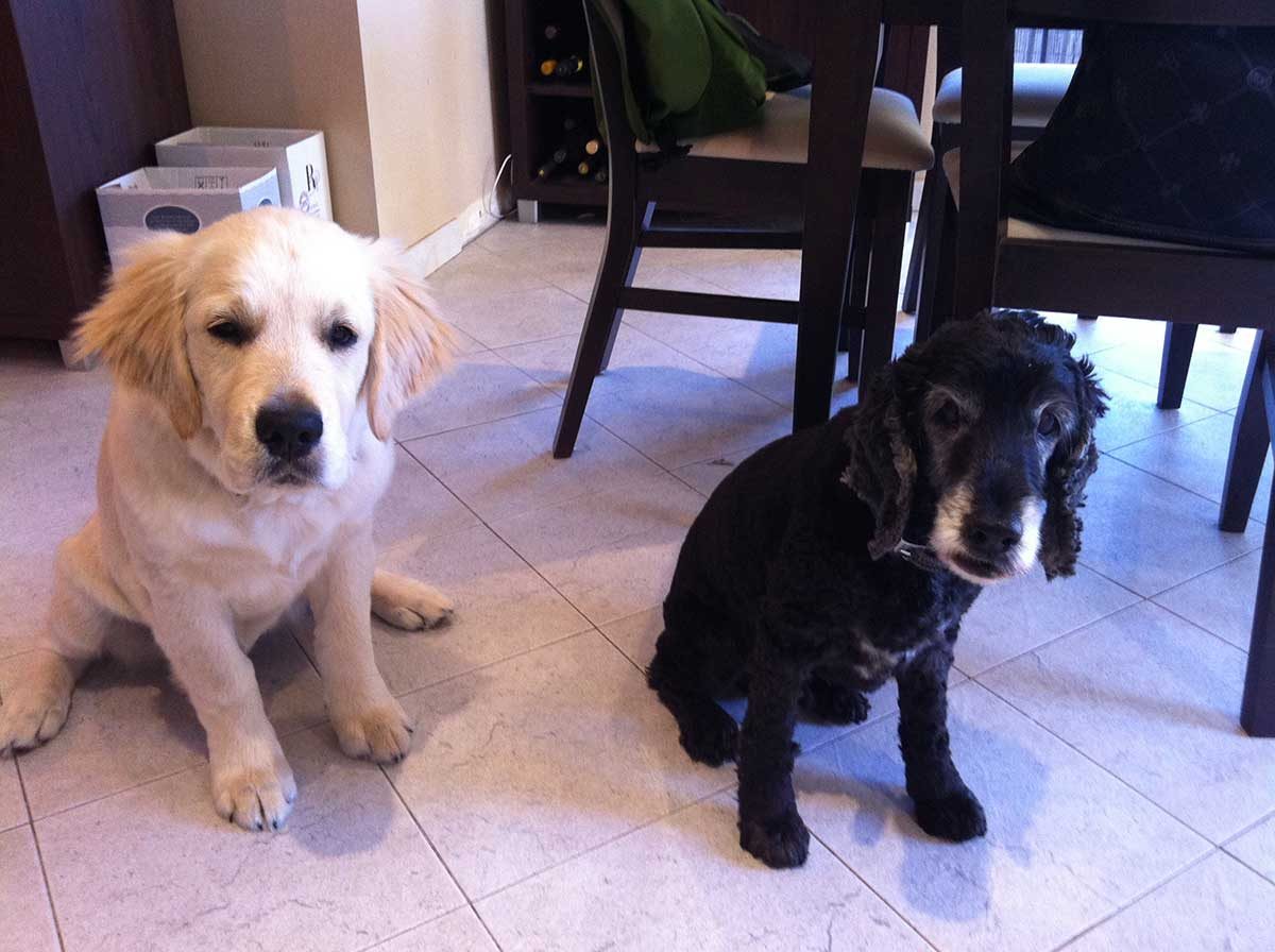 Dozer and Albie dragging plant through mum house